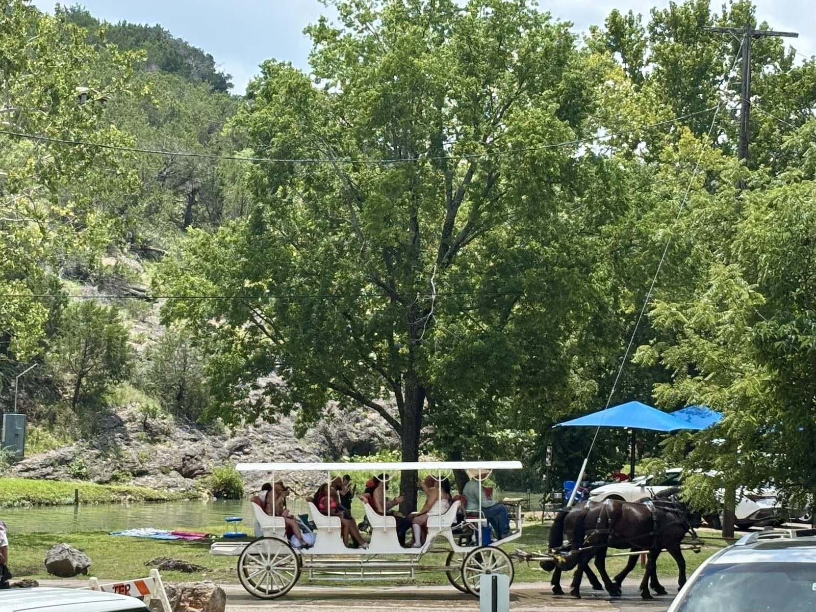 A horse-drawn carriage on a park road under the trees