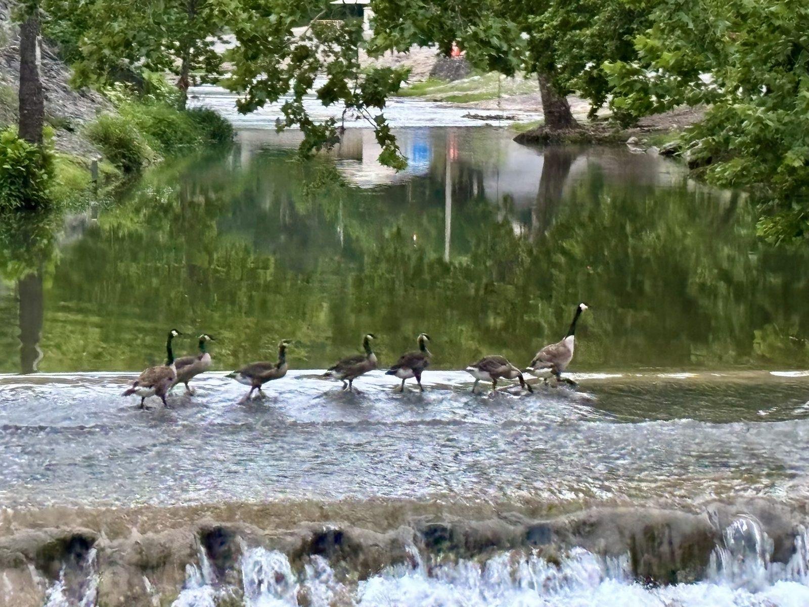 Geese crossing the low water bridge over the creek