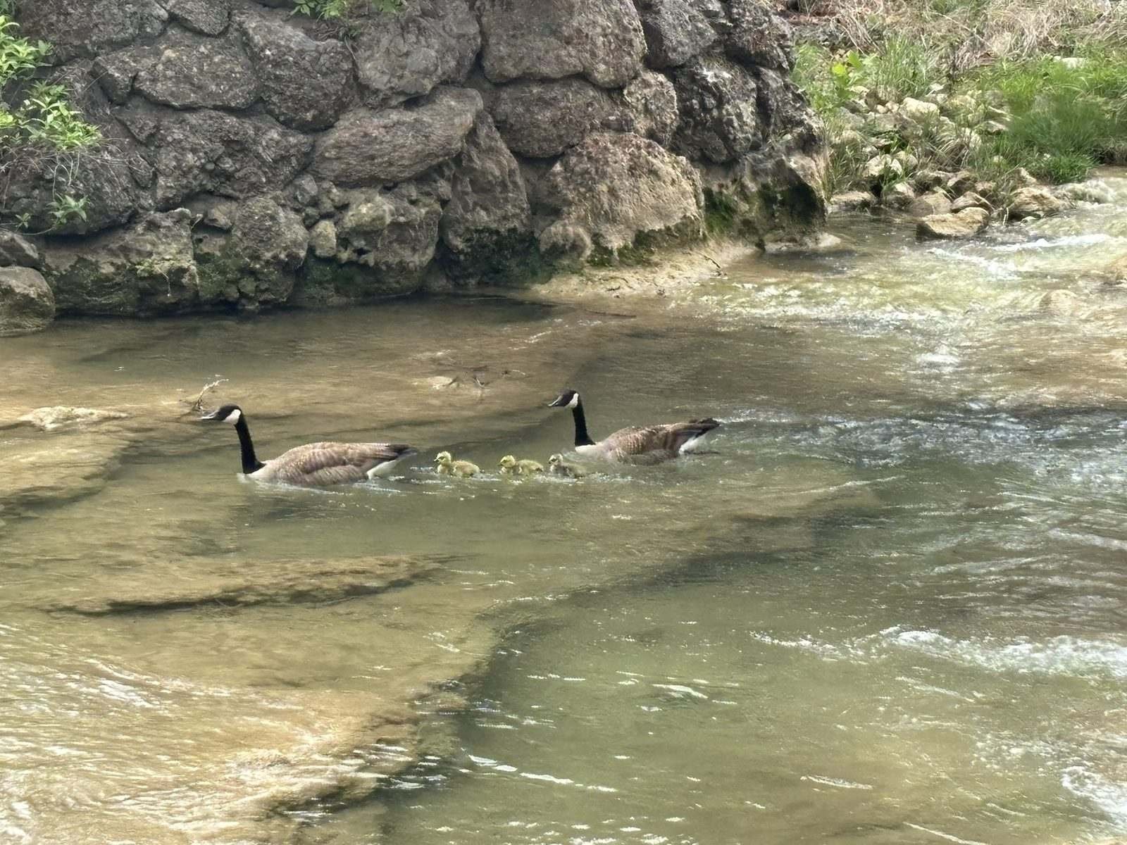 A family of geese on the grass beside the creek
